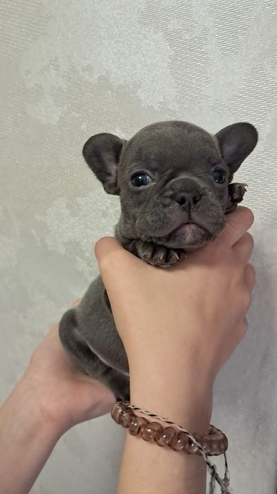 Французский бульдог девочка голубого окраса