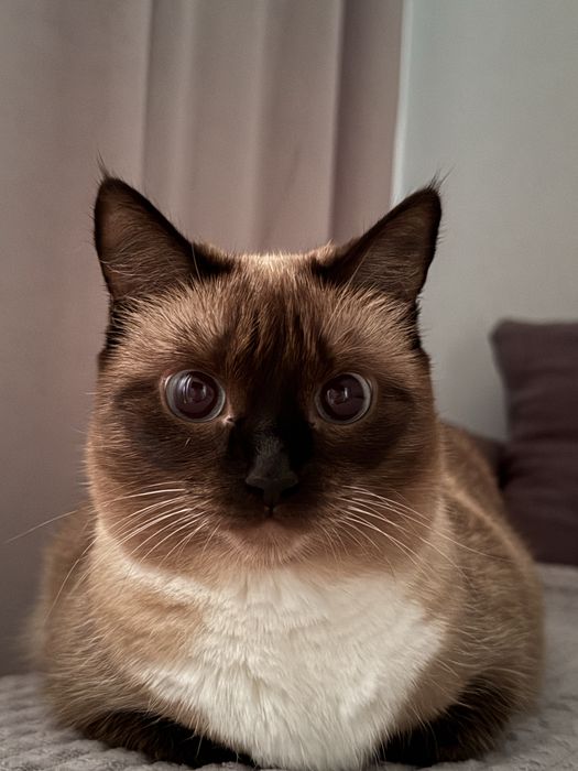 Ищем любящий дом для кошки