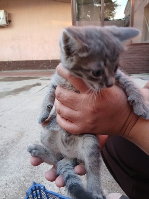 Отдам двух котят в добрые руки