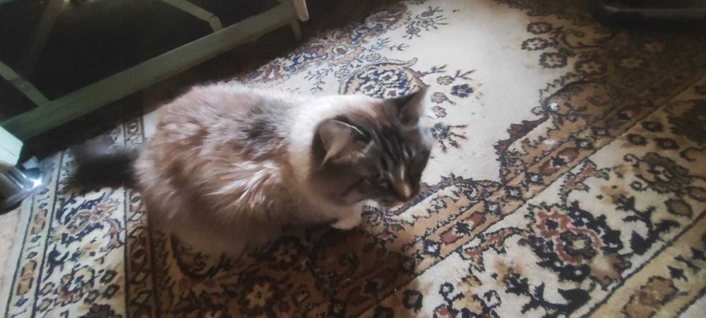 Котик вася ищет дом