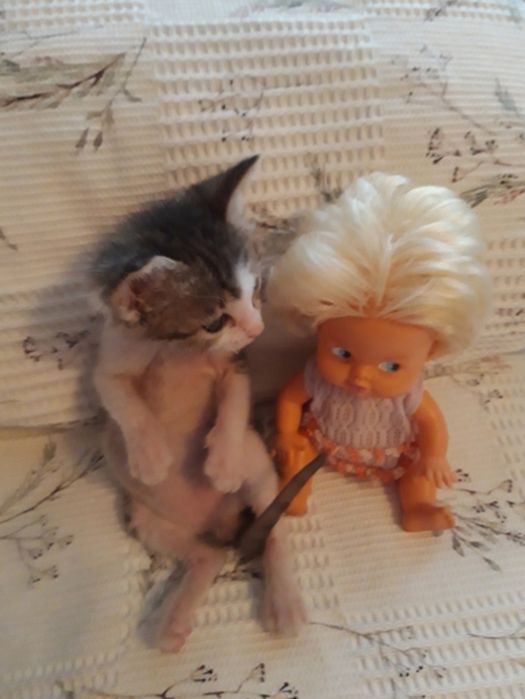 Котёнок в добрые и ответственные руки.