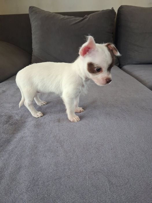 Продавам Чихуахуа