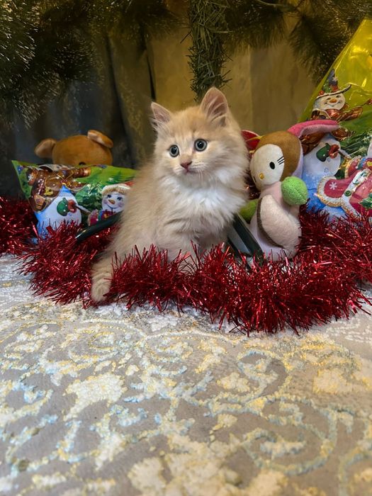 Милый котёнок.