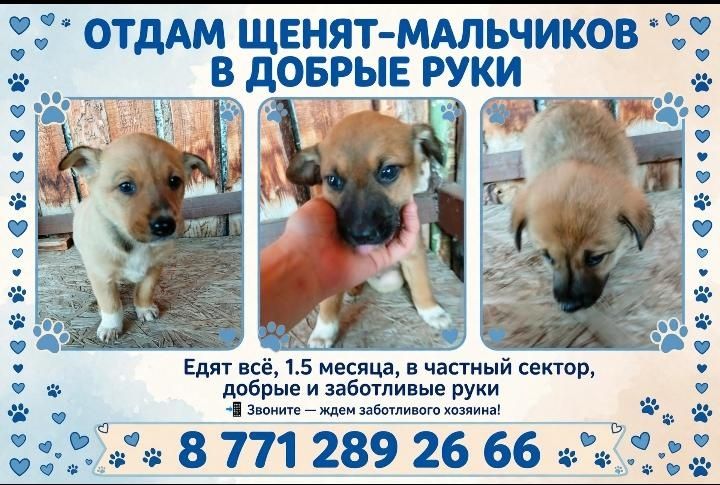 Отдам щенят в хорошие добрые руки