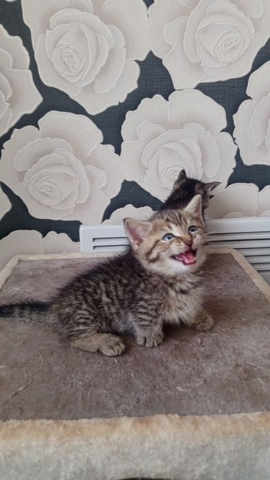 Продаётся МИНИ МИНИ Котёнок МАНЧКИН!