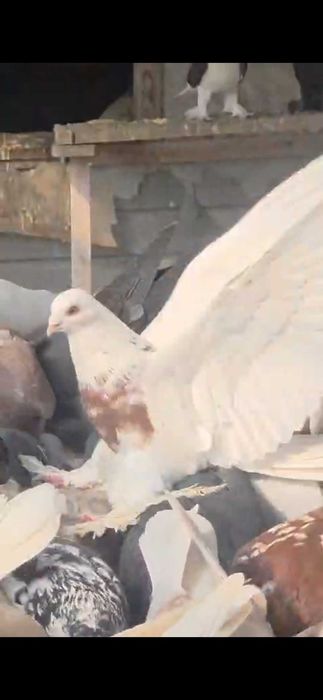 Продам голубей дешево