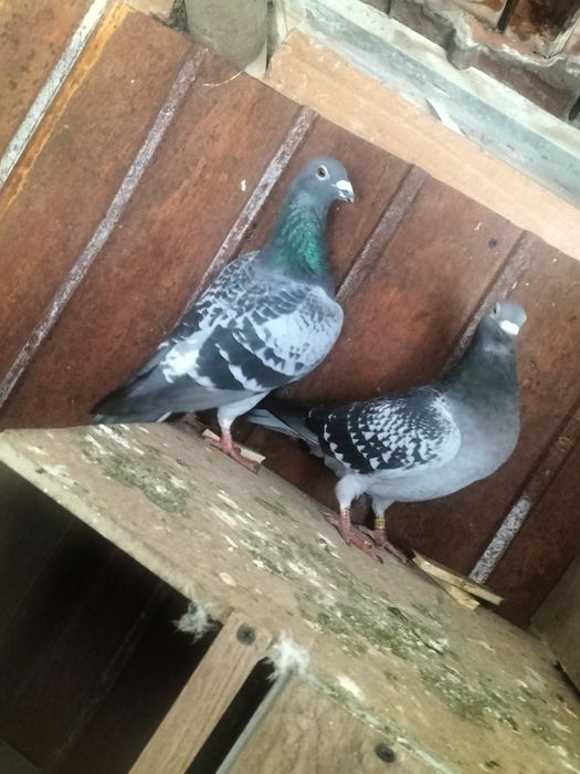 Porumbei voiajori de vânzare