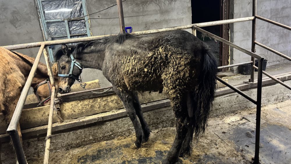 Семіз ұрғашы тай сатылады