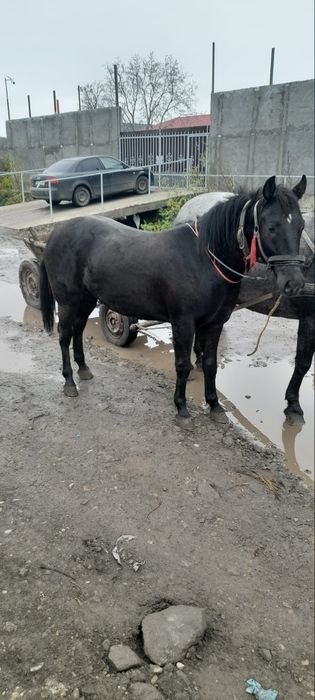 Vând armăsar tânăr