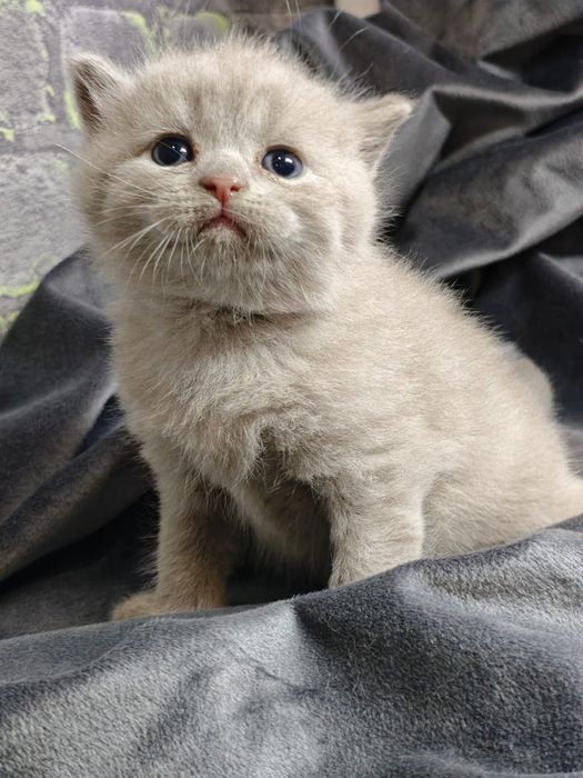 Продам шотландских котяток