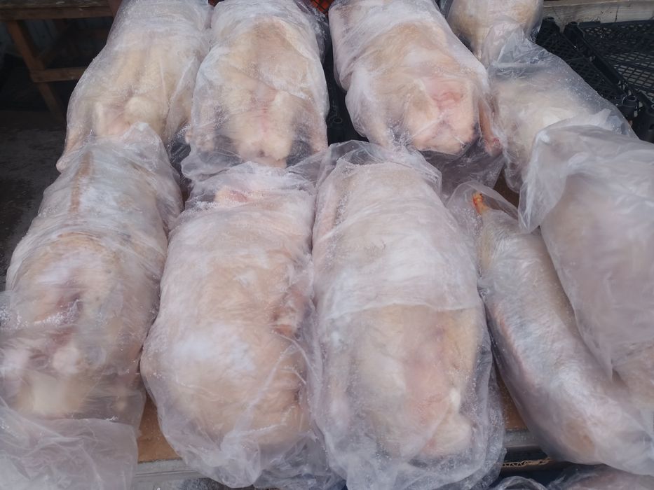 Срочно продам свежий забой домашних гусей халяль из подсобного хозяйст