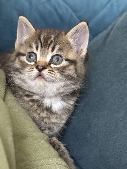 Милые котята в Коктал-1, самостоятельные