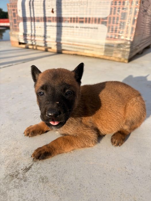 Femela Ciobănesc Belgian Malinois