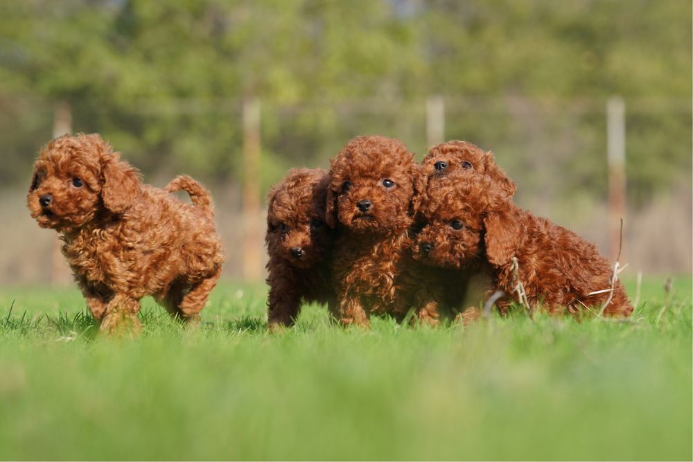 Той Пудел [Toy Poodle]