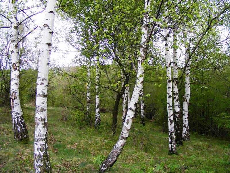 продажам парцел в Панчарево