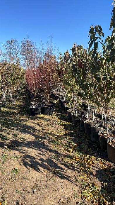 Pomi fructiferi la ghiveci pe rod