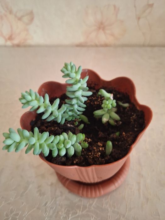 Седум  (очиток) Моргана