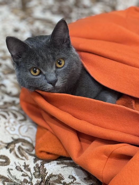 Вязка Британка короткошерстная