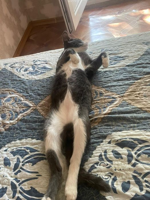 Отдам кота в хорошие руки