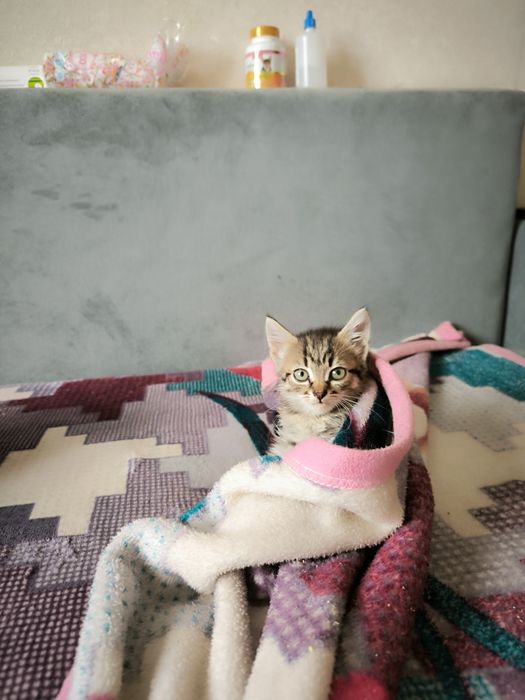 Котенок девочка в добрые руки.