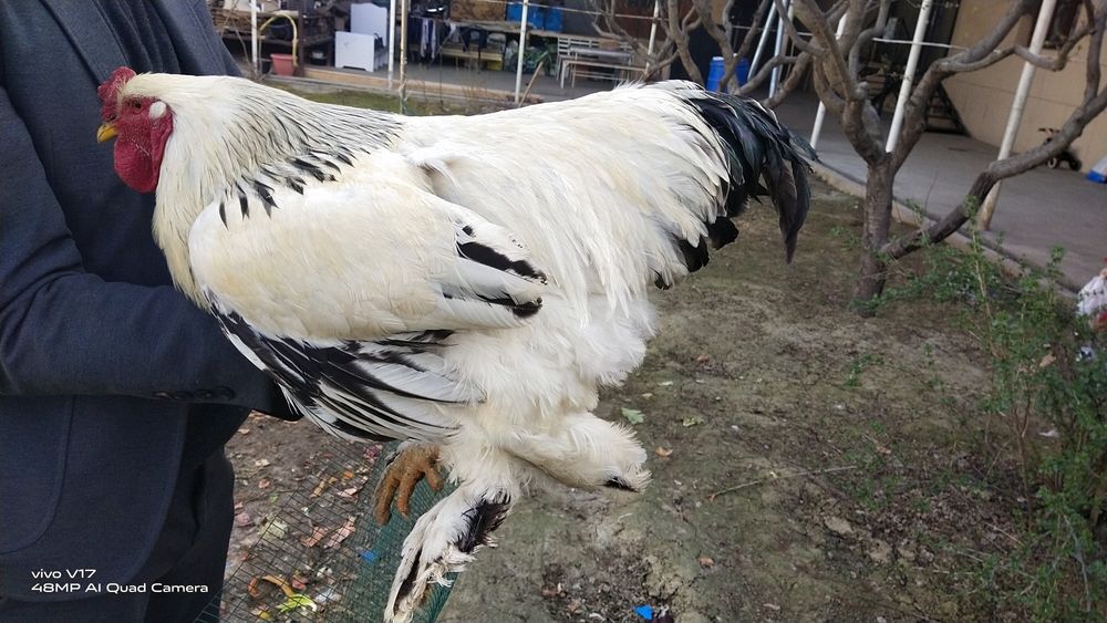 Брама  тухум сотилади