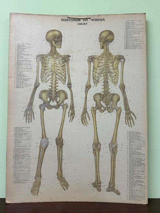 Соц Анатомични Медицински Плакати