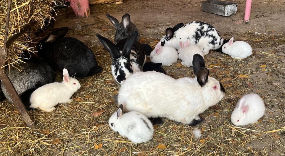 Продаются Кролики