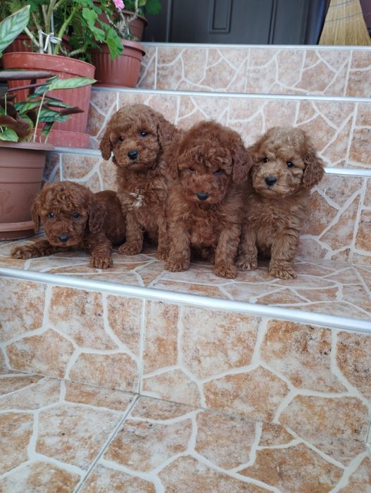 Мини Пудел Mini Pudel.