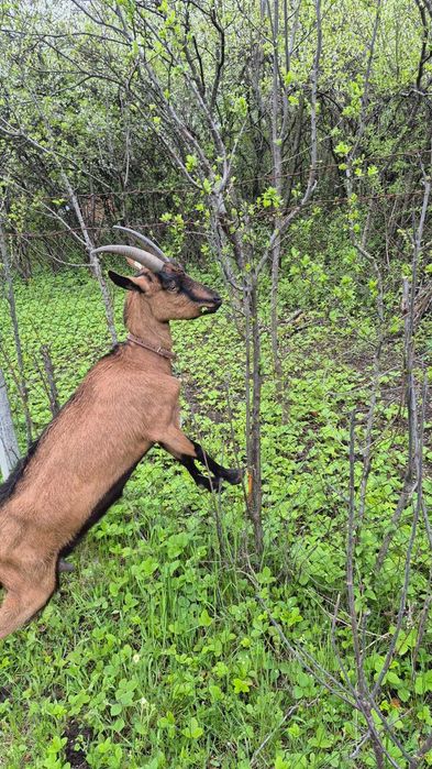 Vand capra alpina franceza
