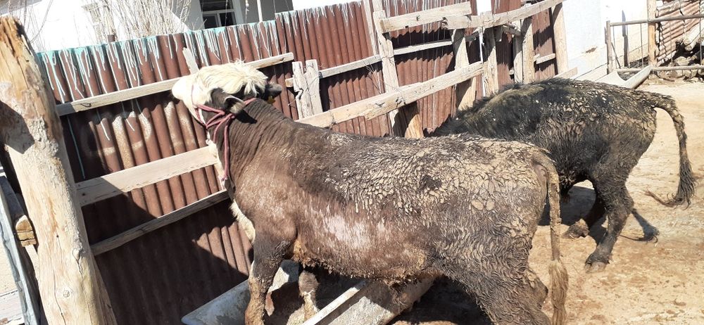 Бордақы бұқа қашарлар