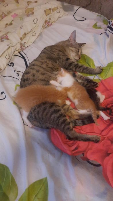 Котята домашние на продажу