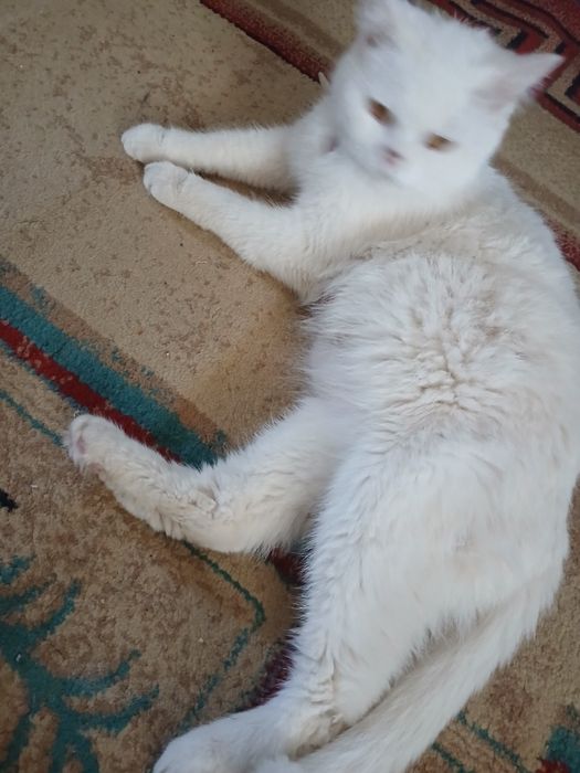 Скотч фолд женский