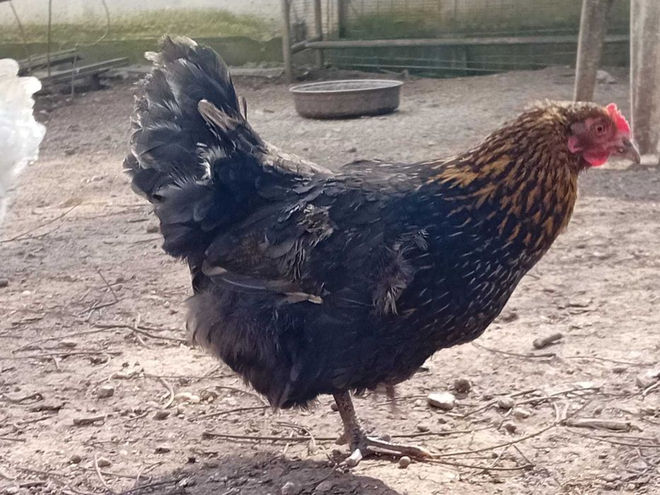 Vând cocoși și găinușe pitice