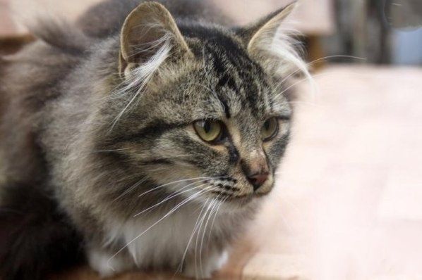 Отдам в добрые руки