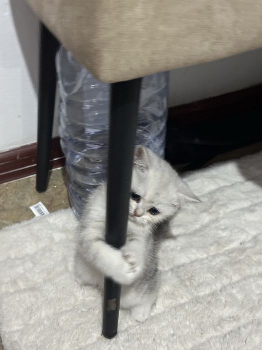 Продается котенок маленькая