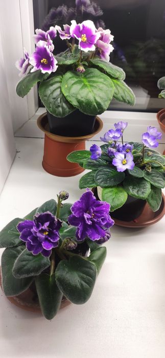 Фиалки сортовые ,цветущие