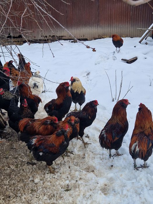 Vând cocoși araucana