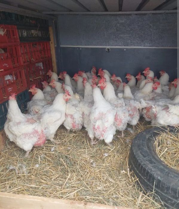 Vând Gaini Albe De Carne