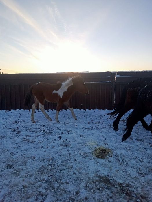 Продаются жирные тайчики