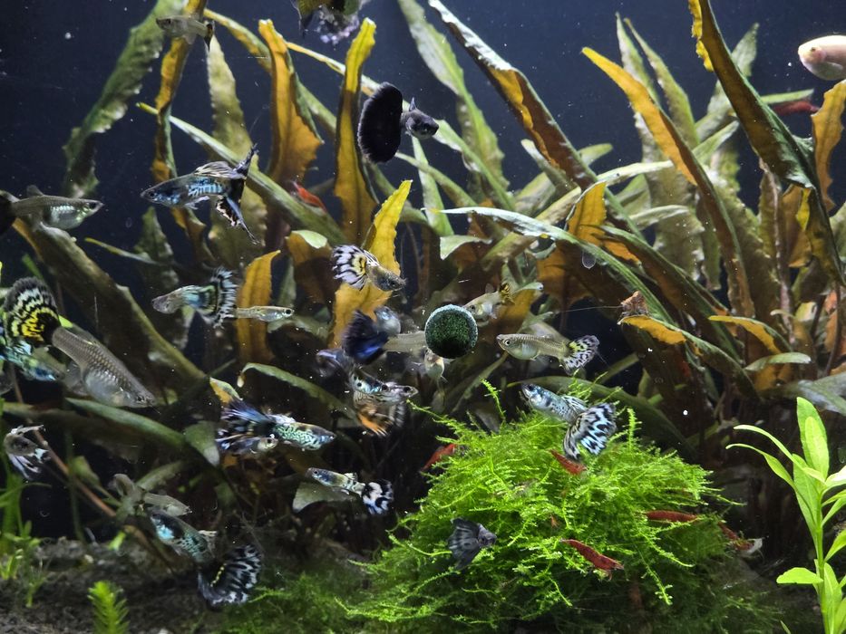 Pesti Acvariu / Guppy / Creveti Red Sakura