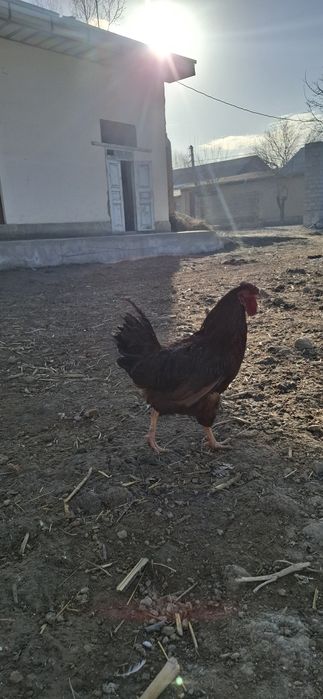 Kariyski xanyap xurozi sotiladi