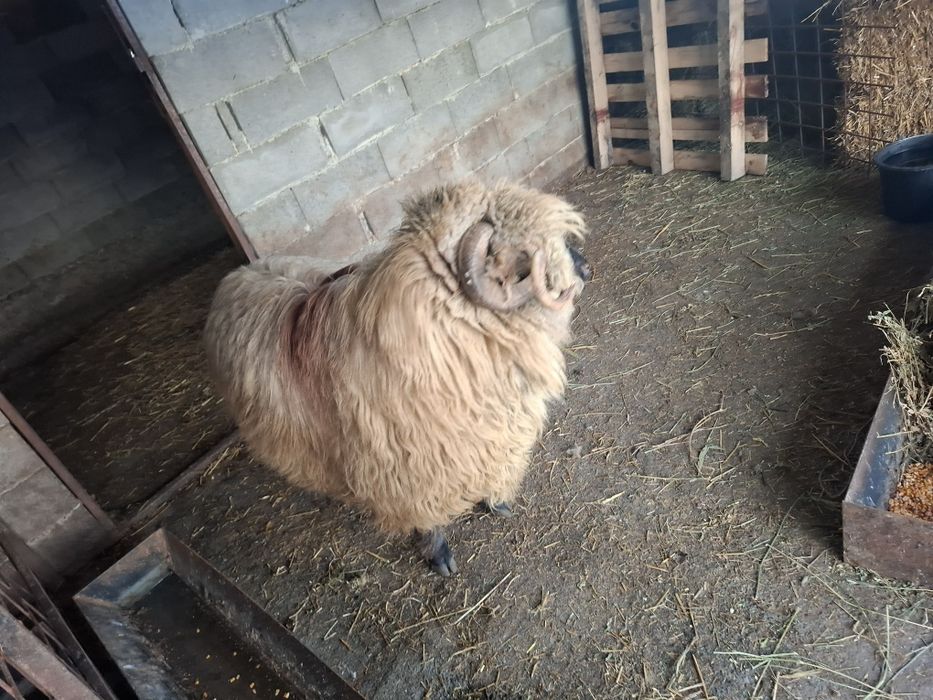 Vând oi țurcane 5 oi si un berbec bucalau