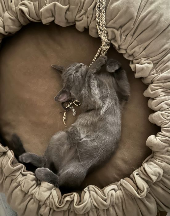 Котенок -мальчик 3 месяца