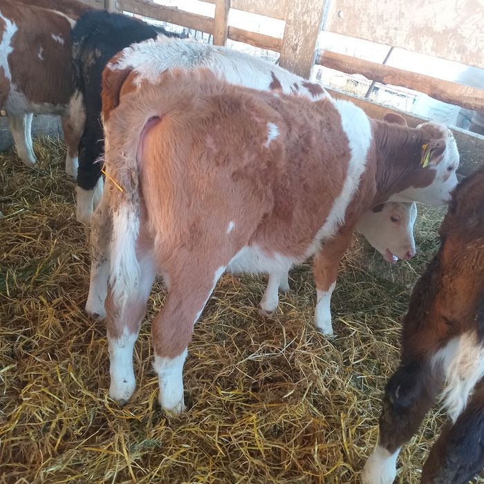 Vand 9 tauras intarcati