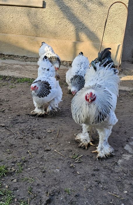 Cocos Brahma Herminat Deschis