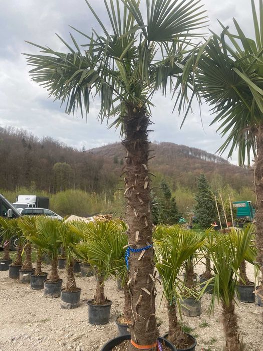 Plante – Palmier Trachycarpus Fortunei – Toate dimensiunile disponibile