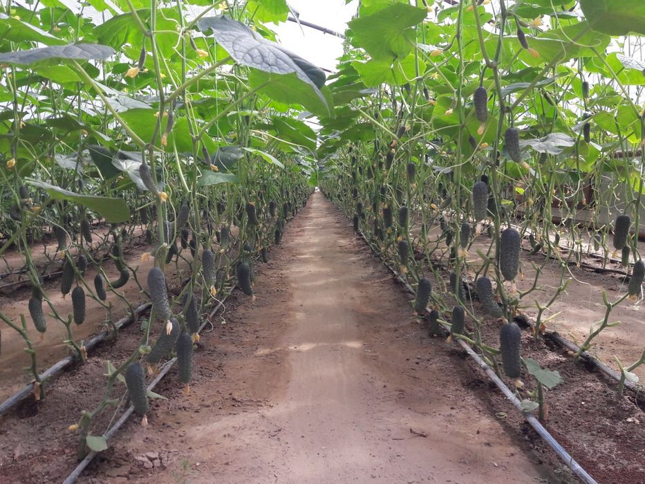 Действующая теплица