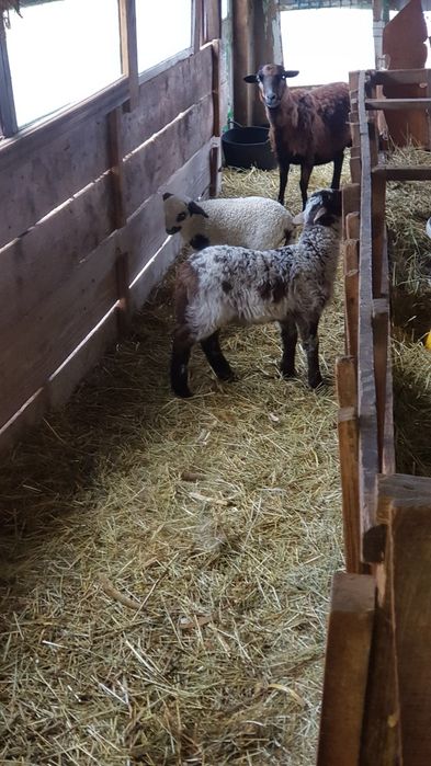 De vanzare 3 oii miore cu 3 meii