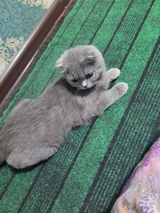 6 oylik qiz mushugimiz sotivda
