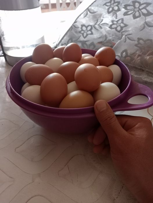 Продам куры несушки белые Леггорн